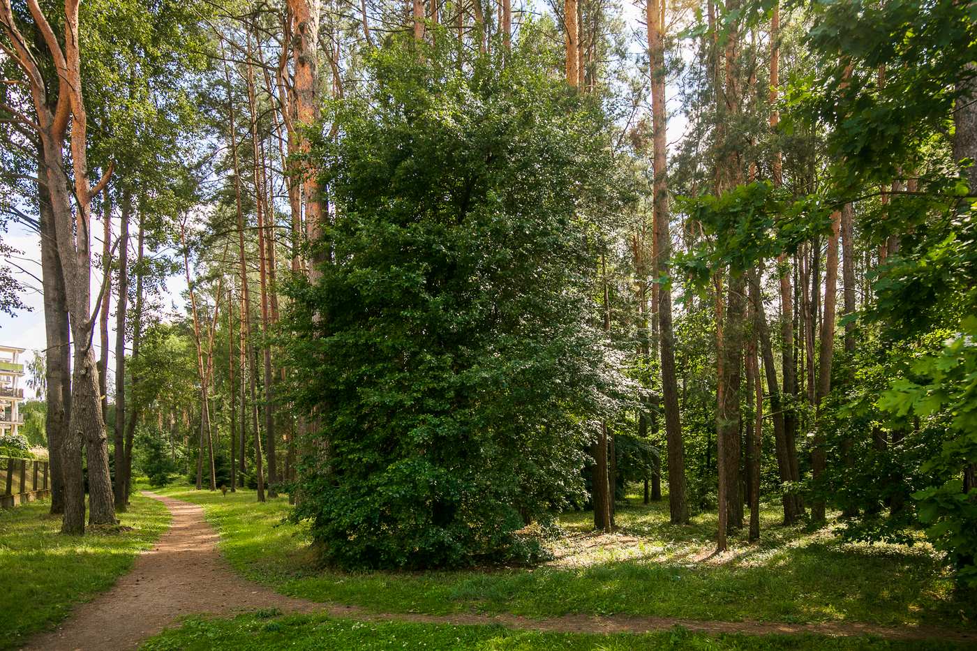 Jonažolių g